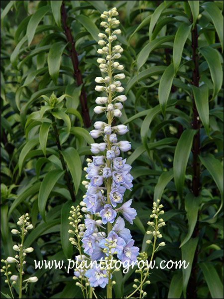 A raceme about 1/3 the way through bloom